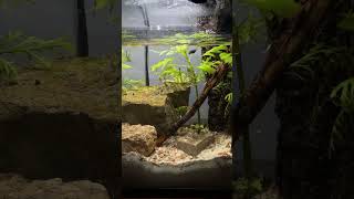 Aqualapse aquascapeaquarium nature timelapse [upl. by Yenffit]