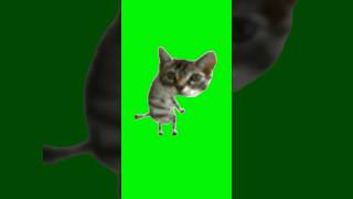 Silly Cat Dance  Green Screen catmeme cats kitty kitten meme dancing silly fyp [upl. by Alisia]