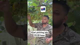 newzealand kiwi picking job viral viralvideo vlog india [upl. by Catto]