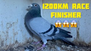 NEW BLOODLINE FINISHER OF 1200km RACE😱😱 [upl. by Aicela]