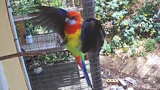 Rosellas in flight and close up video [upl. by Kerrie435]