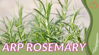 ARP ROSEMARY Information and Growing Tips Rosmarinus officinalis Arp [upl. by Towbin]