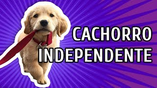 COMO CRIAR UM CACHORRO INDEPENDENTE E PORQUE [upl. by Ahders]