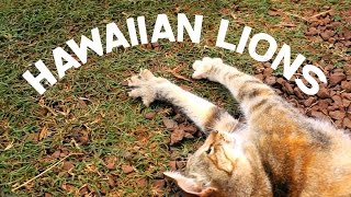 Hawaiian Lions  Lanai Cat Sanctuary Lanai Hawaii [upl. by Sandler]