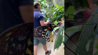 Exploring a Beautiful Butterfly Conservatory amp Garden butterfly garden plants flowers [upl. by Cherin]