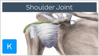 Shoulder joint Movements bones and muscles  Human Anatomy  Kenhub [upl. by Jenesia]