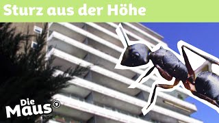 Ameisensturz vom Hochhaus  DieMaus  WDR [upl. by Kcirddet404]