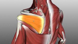 Rotator Cuff Tutorial  Anatomy Tutorial [upl. by Eirrek139]