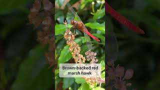 The Spinetufted skimmer or brown backed red marsh hawk Orthetrum chrysis dragonfly bugslife [upl. by Elleved971]