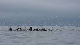 Seward Alaska [upl. by Ellehcsor]