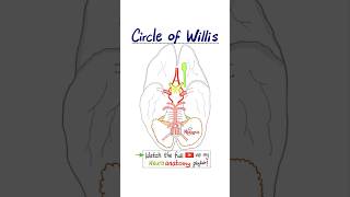 Neuroanatomy Arterial Circle of Willis…anatomy mbbs neuro biology science doctor nurse [upl. by Sitnalta]