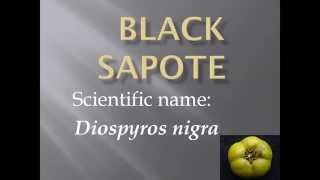 Pronunciation Picture and Scientific name of fruit BLACK SAPOTE [upl. by Buckler]