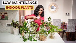 10 Low Maintenance Indoor Plants for Your Home  Easy House Plants Care Tips [upl. by Golding484]