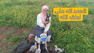 كارتة وقعات لينا فهاد العجاج 😱،كفاش نقرقو بيض البيبي🦃مع بيض 🥚 الدجاجة🐔فخطرة وحدة لدجاجة وحدة 🤔 [upl. by Terrill]