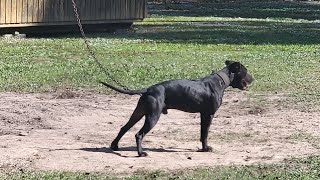 THOMPSONS KENNEL MZ TRINIDAD UPDATE LONG WEEKEND [upl. by Louisa]