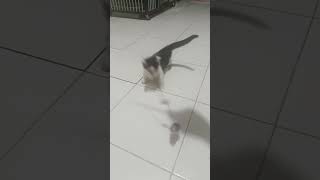 Kucing cebol ajojing boboiboy catlover [upl. by Major702]