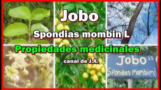 Jobo  Spondias mombin L  Propiedades medicinales [upl. by Neel969]