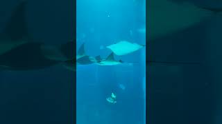 Can You Believe How This Ray Moves Discover the Flapnose Ray shorts trending viralvideo [upl. by Rhines]