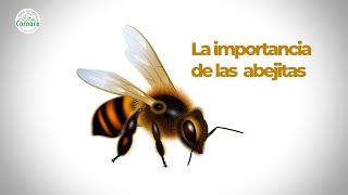 Las abejas y la polinización [upl. by Flanna]