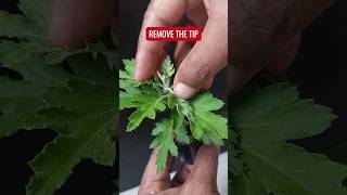 WHEN to Pinch Chrysanthemum Plants [upl. by Amr906]