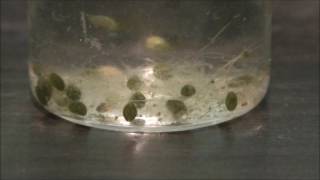 Ostracods swimming [upl. by Anitsrik]