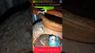 Pigeons from in Bangladesh birds viralvideo foryou fyp [upl. by Andert979]