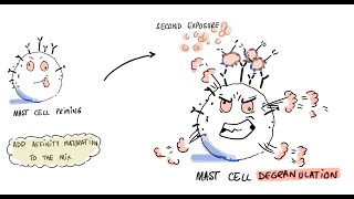 Vaccines Allergies and Polyethylene Glycol PEG [upl. by Tanberg]