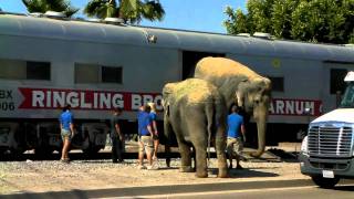 Chasing The Circus Train 3 Elephant Walk  72610 [upl. by Inaliel]