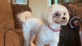 Dog DOESN’T LIKE BELLS  Malshi Maltese Shih Tzu [upl. by Larina]