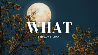 BEAVER MOON The Full Details You Need To Know [upl. by Tlevesoor221]