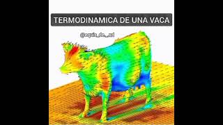 Termodinamica de una vaca explicada con loquendo [upl. by Beutner]