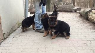 German Shepherd Dog Puppies for sale [upl. by Enyalb]