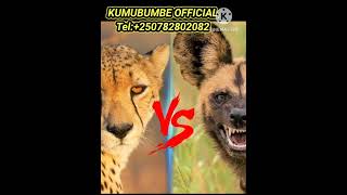 🛑LOOK THIS SPECTACLE OF LEOPARD vs HYENAS vs WILD DOGS lionbabies [upl. by Missie]