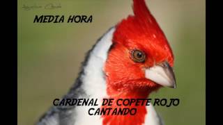 Descargar CD De Cardenal Copete Rojo Cantando Media Hora [upl. by Rosenquist234]