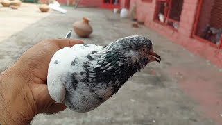 Nazla  Gala Khrab  Resha Ka ilaj 100 Hashim Mahmood Pigeons [upl. by O'Malley665]