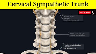 Cervical Sympathetic Trunk Superior Middle amp Inferior Ganglia Situations  Relations  Branches [upl. by Cherye]