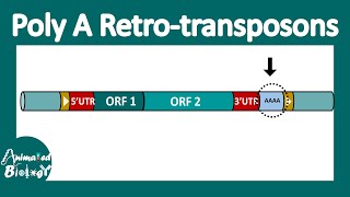 Poly A retrotransposon  LINE and SINEs [upl. by Eastman187]