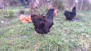 Double laced Barnevelder hens [upl. by Eanad]