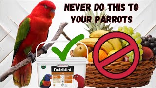 What you should never do to your Lorikeets [upl. by Rramo307]