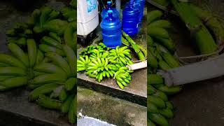 Lakatan na saging shortvideo simplengbuhayprobinsya bodabods vlogl [upl. by Vitalis]