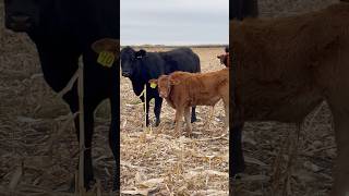 Just giving this steer a ‘shot’ at success 😉 corngrazing treatingcalves sicksteer ranchlife [upl. by Anaitsirk]