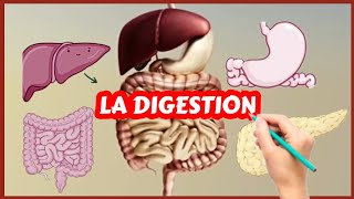 Lappareil digestif et la digestion Physiologie [upl. by Aifoz]