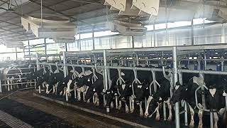 P2100 Delaval Milking Machine [upl. by Onaicram]