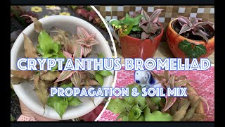 CRYPTANTHUS BROMELIADS Propagation amp BEST SOIL MIX [upl. by Ahders396]