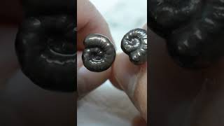 Copper Electroformed Ammonite Stud Earrings copperjewelry diy handmade [upl. by Adyahs]