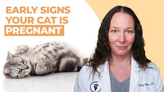 Early Signs Your Cat Is Pregnant [upl. by Airehtfele]