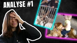 ANALYSE VIDEO DATTAQUES DE CHIEN VS HUMAIN [upl. by Fayola378]