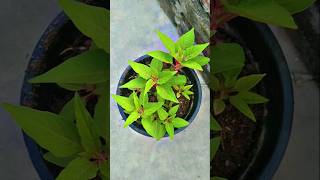 Repotting of celosia plant celosia celosiacare ytshorts shorts [upl. by Yewed961]