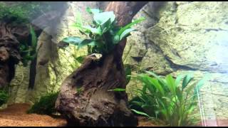 Rasbora breeding and eating eggs harlequin [upl. by Eimmac]