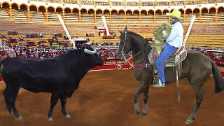 JARIPEO DE TOROS BRAVOS BUSCA CABALLOS TABARIN HERNANDEZ COMANCHE DE QUINCEO MONUMENTAL DE MORELIA [upl. by Laertnom]